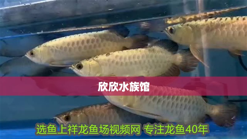 欣欣水族館