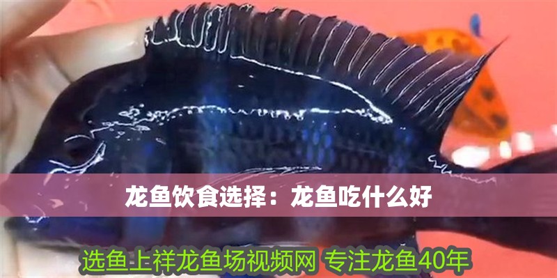 龍魚飲食選擇：龍魚吃什么好