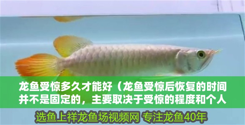 龍魚受驚多久才能好（龍魚受驚后恢復的時間并不是固定的，主要取決于受驚的程度和個人狀況）
