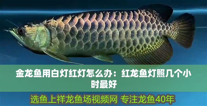 金龍魚用白燈紅燈怎么辦：紅龍魚燈照幾個小時最好