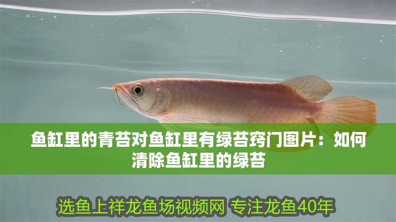 魚缸里的青苔對魚缸里有綠苔竅門圖片：如何清除魚缸里的綠苔