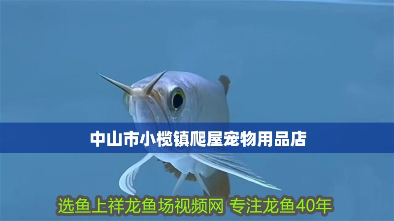 中山市小欖鎮爬屋寵物用品店