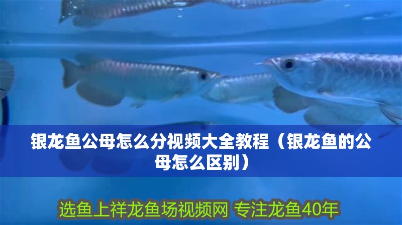 銀龍魚公母怎么分視頻大全教程（銀龍魚的公母怎么區別）