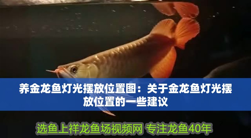 養金龍魚燈光擺放位置圖：關于金龍魚燈光擺放位置的一些建議