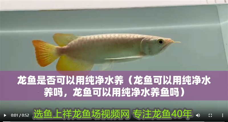 龍魚是否可以用純凈水養（龍魚可以用純凈水養嗎，龍魚可以用純凈水養魚嗎）