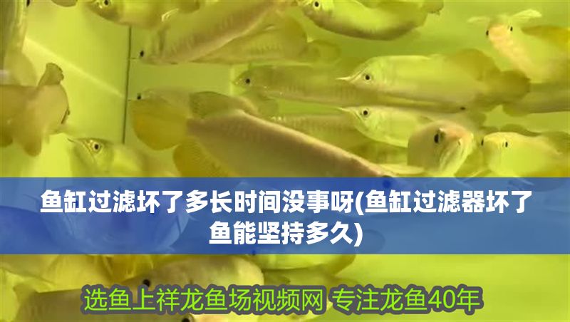 魚缸過濾壞了多長時間沒事呀(魚缸過濾器壞了魚能堅持多久) 魚缸過濾壞了多長時間沒事呀(魚缸過濾器壞了魚能堅持多久) 黃金貓魚百科 第1張