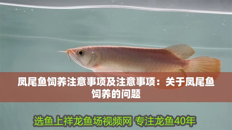 鳳尾魚飼養注意事項及注意事項：關于鳳尾魚飼養的問題