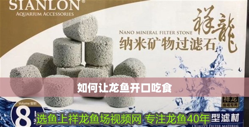 如何讓龍魚開口吃食