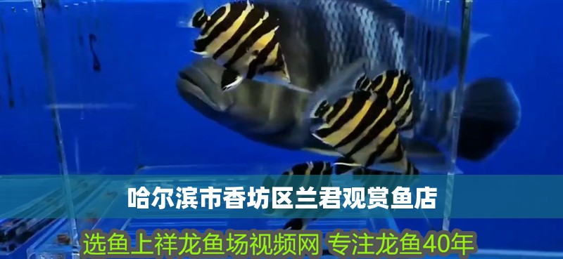 哈爾濱市香坊區蘭君觀賞魚店