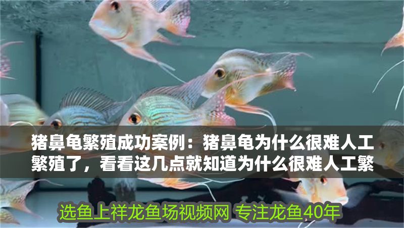 豬鼻龜繁殖成功案例:豬鼻龜為什么很難人工繁殖了,看看這幾點就知道為什么很難人工繁殖了 豬鼻龜百科 第1張 豬鼻龜繁殖成功案例:豬鼻龜為什么很難人工繁殖了,看看這幾點就知道為什么很難人工繁殖了 豬鼻龜繁殖成功案例:豬鼻龜為什么很難人工繁殖了,看看這幾點就知道為什么很難人工繁殖了 豬鼻龜百科 第1張