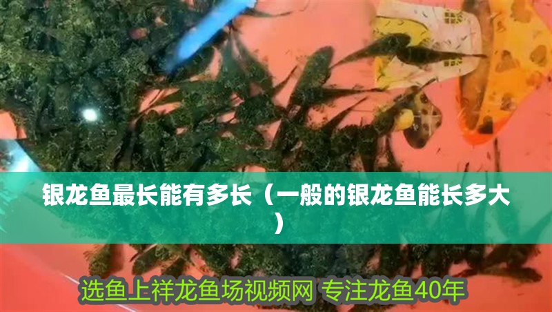 銀龍魚最長能有多長（一般的銀龍魚能長多大） 銀龍魚最長能有多長（一般的銀龍魚能長多大） 銀龍魚百科