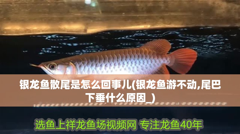 銀龍魚散尾是怎么回事兒(銀龍魚游不動,尾巴下垂什么原因_)