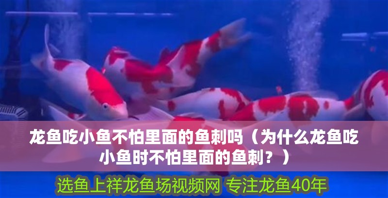 龍魚吃小魚不怕里面的魚刺嗎（為什么龍魚吃小魚時(shí)不怕里面的魚刺？）
