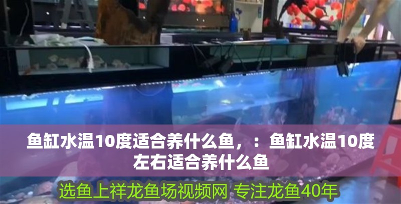 魚缸水溫10度適合養什么魚，：魚缸水溫10度左右適合養什么魚