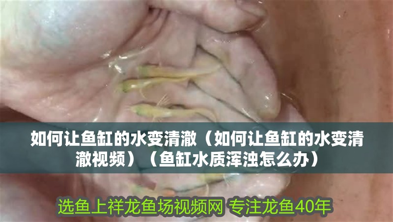 如何讓魚缸的水變清澈（如何讓魚缸的水變清澈視頻）（魚缸水質(zhì)渾濁怎么辦）