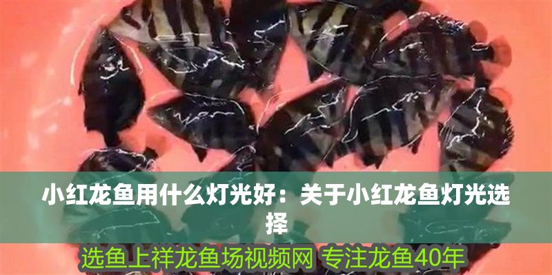 小紅龍魚用什么燈光好：關(guān)于小紅龍魚燈光選擇