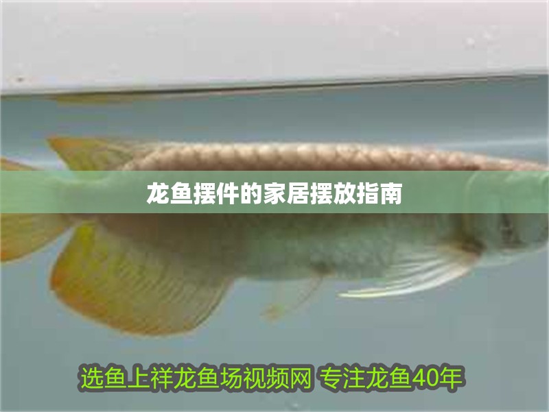 魚缸用增氧泵價格是多少:魚缸增氧機-xtrac增氧機-xtrac增氧機 龍魚擺件的家居擺放指南 龍魚百科 龍魚擺件的家居擺放指南 龍魚擺件的家居擺放指南 龍魚百科