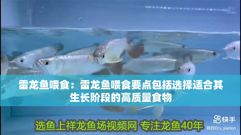 雷龍魚(yú)喂食：雷龍魚(yú)喂食要點(diǎn)包括選擇適合其生長(zhǎng)階段的高質(zhì)量食物