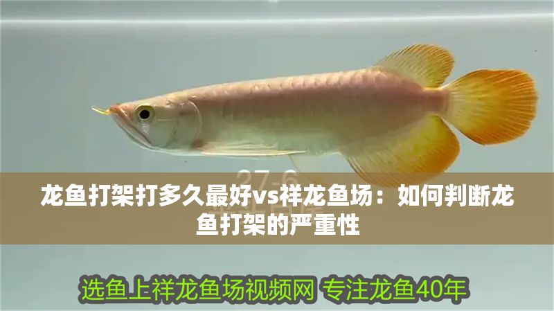 龍魚打架打多久最好vs祥龍魚場：如何判斷龍魚打架的嚴重性 龍魚打架打多久最好vs祥龍魚場：如何判斷龍魚打架的嚴重性 vs祥龍魚場 第1張