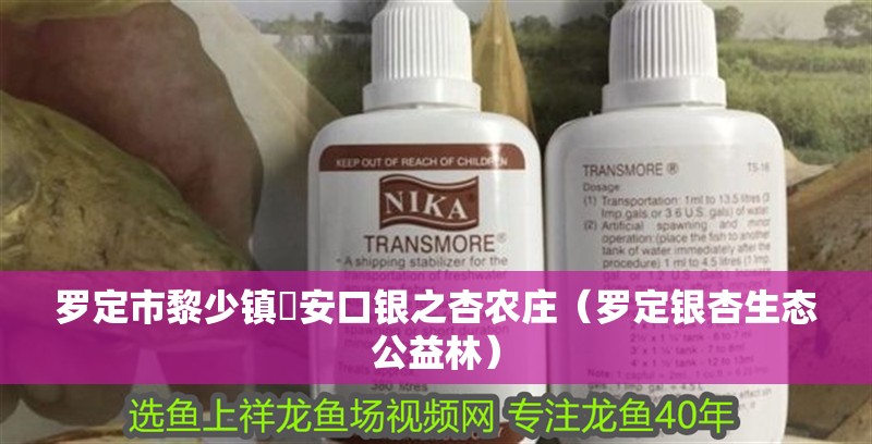 羅定市黎少鎮(zhèn)榃安口銀之杏農(nóng)莊（羅定銀杏生態(tài)公益林）