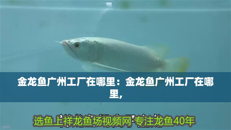 金龍魚廣州工廠在哪里：金龍魚廣州工廠在哪里,