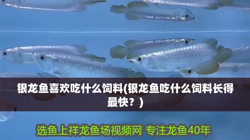銀龍魚喜歡吃什么飼料(銀龍魚吃什么飼料長得最快？)