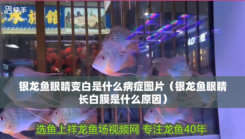 新到家的小虎魚 銀龍魚眼睛變白是什么病癥圖片(銀龍魚眼睛長白膜是什么原因) 銀龍魚百科 銀龍魚眼睛變白是什么病癥圖片(銀龍魚眼睛長白膜是什么原因) 銀龍魚眼睛變白是什么病癥圖片(銀龍魚眼睛長白膜是什么原因) 銀龍魚百科