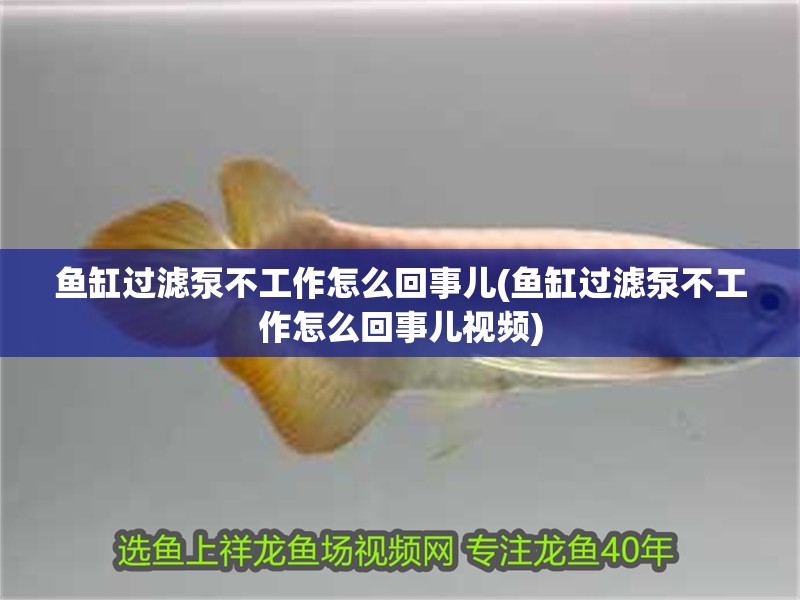 魚缸過濾泵不工作怎么回事兒(魚缸過濾泵不工作怎么回事兒視頻)