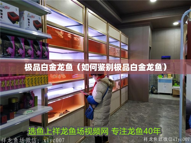 極品白金龍魚（如何鑒別極品白金龍魚）