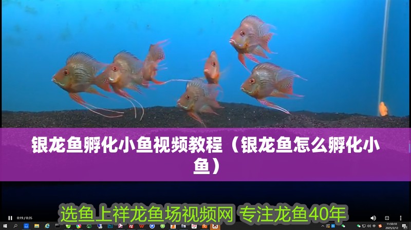 銀龍魚孵化小魚視頻教程（銀龍魚怎么孵化小魚）