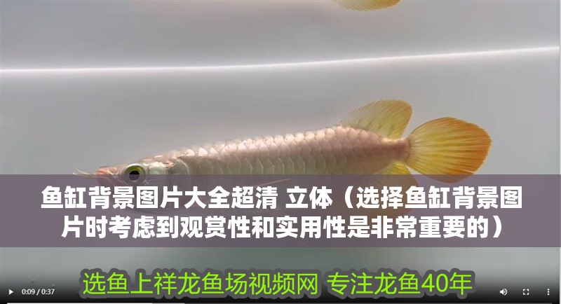魚缸過濾器選購指南:自制魚缸過濾器魚缸上置過濾器對于養魚愛好者的必備知識 魚缸背景圖片大全超清 立體(選擇魚缸背景圖片時考慮到觀賞性和實用性是非常重要的) 魚缸百科 魚缸背景圖片大全超清 立體(選擇魚缸背景圖片時考慮到觀賞性和實用性是非常重要的) 魚缸背景圖片大全超清 立體(選擇魚缸背景圖片時考慮到觀賞性和實用性是非常重要的) 魚缸百科