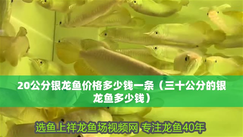 魚(yú)缸用增氧泵價(jià)格是多少:魚(yú)缸增氧機(jī)-xtrac增氧機(jī)-xtrac增氧機(jī) 20公分銀龍魚(yú)價(jià)格多少錢(qián)一條(三十公分的銀龍魚(yú)多少錢(qián)) 銀龍魚(yú)百科 20公分銀龍魚(yú)價(jià)格多少錢(qián)一條(三十公分的銀龍魚(yú)多少錢(qián)) 20公分銀龍魚(yú)價(jià)格多少錢(qián)一條(三十公分的銀龍魚(yú)多少錢(qián)) 銀龍魚(yú)百科
