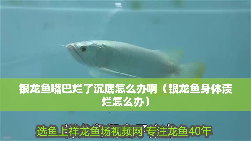 銀龍魚嘴巴爛了沉底怎么辦?。ㄣy龍魚身體潰爛怎么辦）