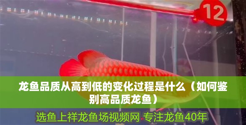 龍魚品質從高到低的變化過程是什么（如何鑒別高品質龍魚）