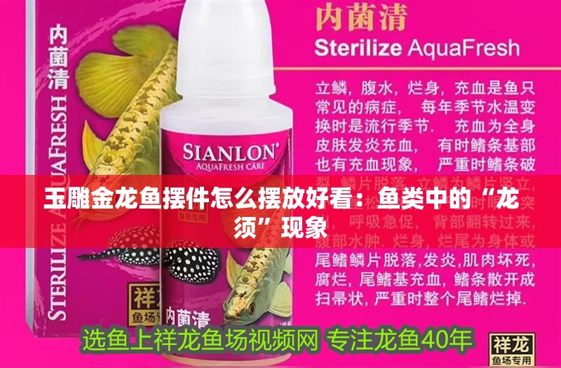 玉雕金龍魚擺件怎么擺放好看：魚類中的“龍須”現象