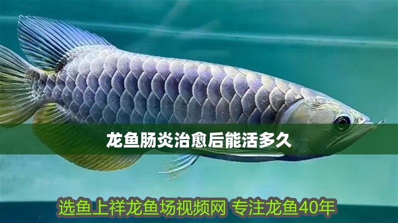 龍魚腸炎治愈后能活多久 龍魚腸炎治愈后能活多久 龍魚百科 第2張