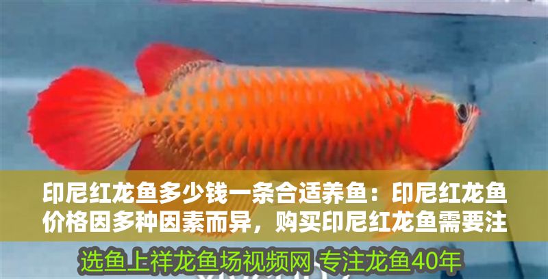印尼紅龍魚多少錢一條合適養魚：印尼紅龍魚價格因多種因素而異，購買印尼紅龍魚需要注意以下幾點