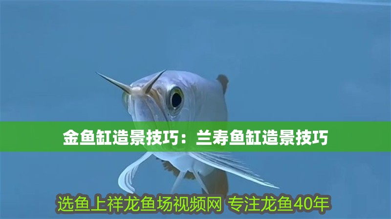 金魚缸造景技巧：蘭壽魚缸造景技巧
