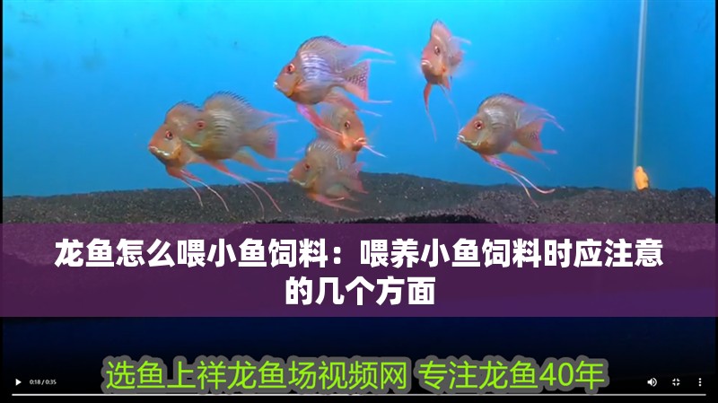 紅龍魚用黃燈烤有用嗎 龍魚怎么喂小魚飼料:喂養小魚飼料時應注意的幾個方面 龍魚百科 龍魚怎么喂小魚飼料:喂養小魚飼料時應注意的幾個方面 龍魚怎么喂小魚飼料:喂養小魚飼料時應注意的幾個方面 龍魚百科