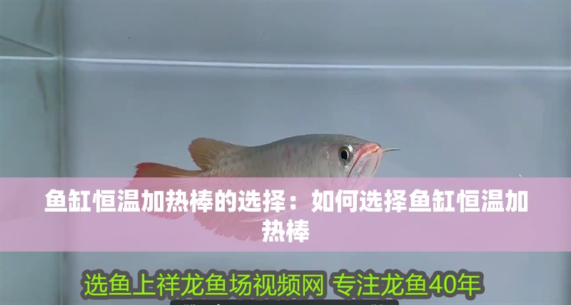 魚(yú)缸恒溫加熱棒的選擇：如何選擇魚(yú)缸恒溫加熱棒