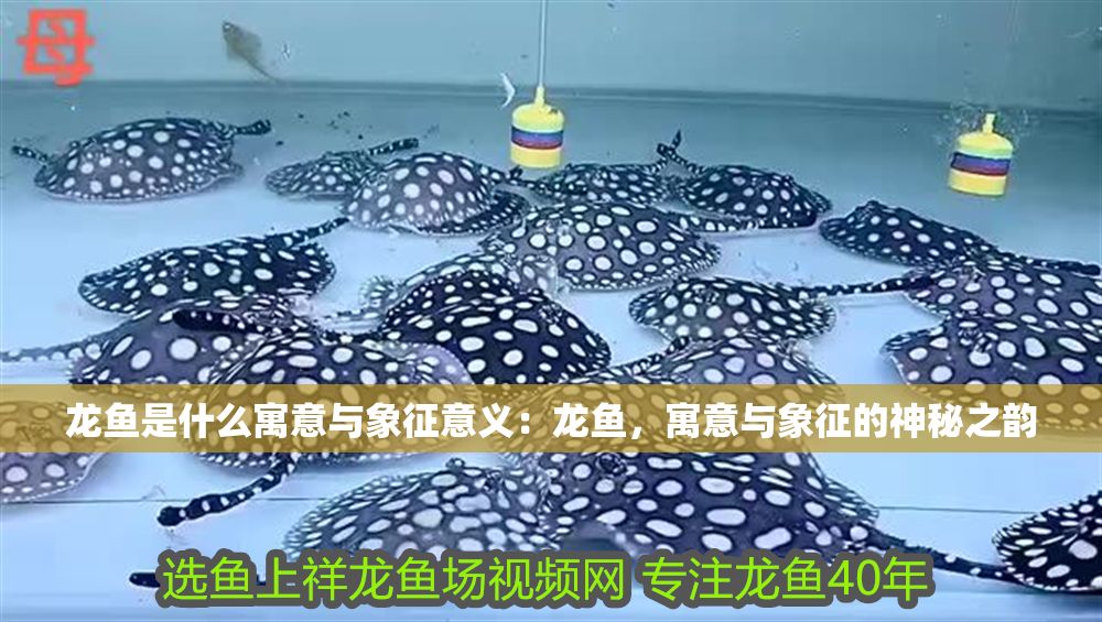 龍魚是什么寓意與象征意義：龍魚，寓意與象征的神秘之韻