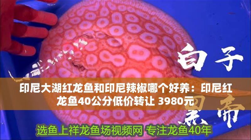 印尼大湖紅龍魚和印尼辣椒哪個(gè)好養(yǎng)：印尼紅龍魚40公分低價(jià)轉(zhuǎn)讓 3980元