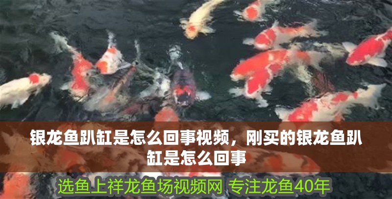 銀龍魚趴缸是怎么回事視頻，剛買的銀龍魚趴缸是怎么回事