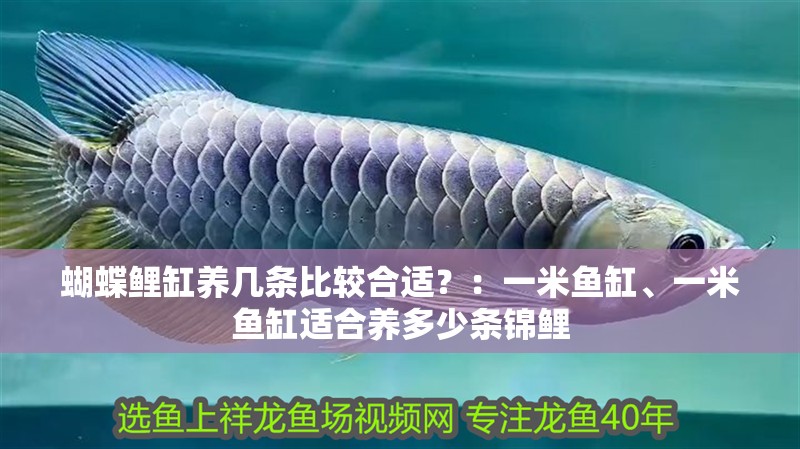 新到家的小虎魚 蝴蝶鯉缸養幾條比較合適?:一米魚缸、一米魚缸適合養多少條錦鯉 魚缸百科 蝴蝶鯉缸養幾條比較合適?:一米魚缸、一米魚缸適合養多少條錦鯉 蝴蝶鯉缸養幾條比較合適?:一米魚缸、一米魚缸適合養多少條錦鯉 魚缸百科