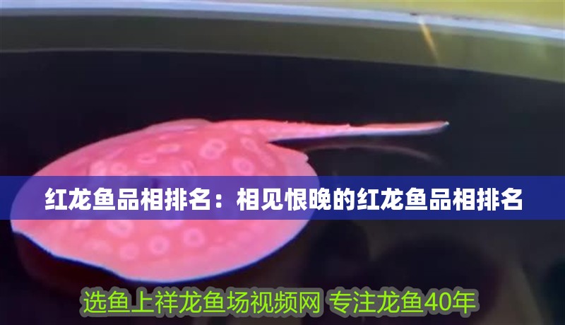 紅龍魚品相排名：相見恨晚的紅龍魚品相排名