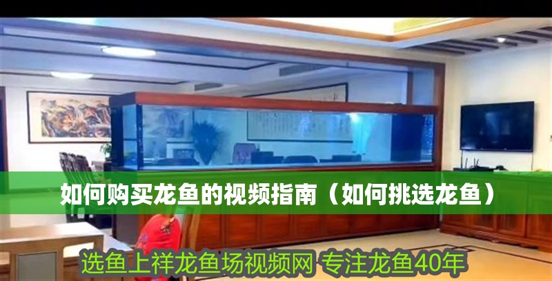 如何購買龍魚的視頻指南（如何挑選龍魚）