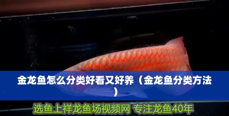 金龍魚怎么分類好看又好養(yǎng)（金龍魚分類方法）