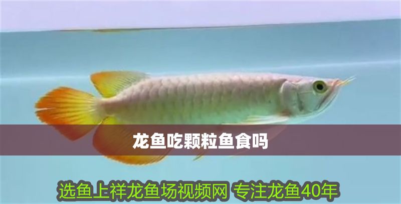 龍魚吃顆粒魚食嗎