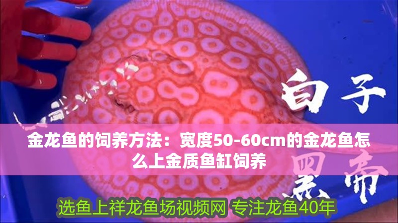 金龍魚的飼養(yǎng)方法：寬度50-60cm的金龍魚怎么上金質(zhì)魚缸飼養(yǎng)