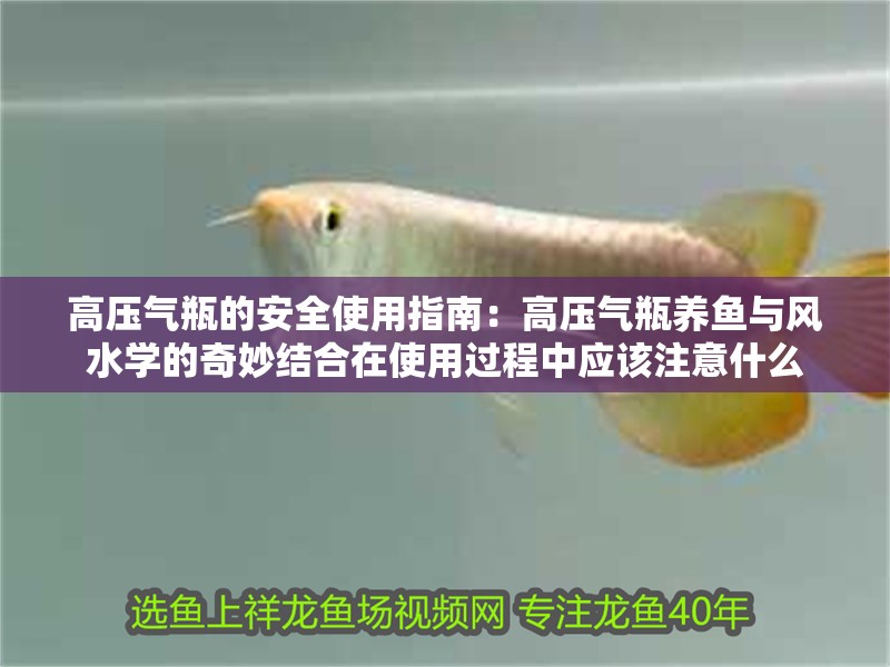 我的虎魚真菌感染了要怎么處理 高壓氣瓶的安全使用指南:高壓氣瓶養(yǎng)魚與風水學的奇妙結(jié)合在使用過程中應(yīng)該注意什么 魚缸百科 高壓氣瓶的安全使用指南:高壓氣瓶養(yǎng)魚與風水學的奇妙結(jié)合在使用過程中應(yīng)該注意什么 高壓氣瓶的安全使用指南:高壓氣瓶養(yǎng)魚與風水學的奇妙結(jié)合在使用過程中應(yīng)該注意什么 魚缸百科